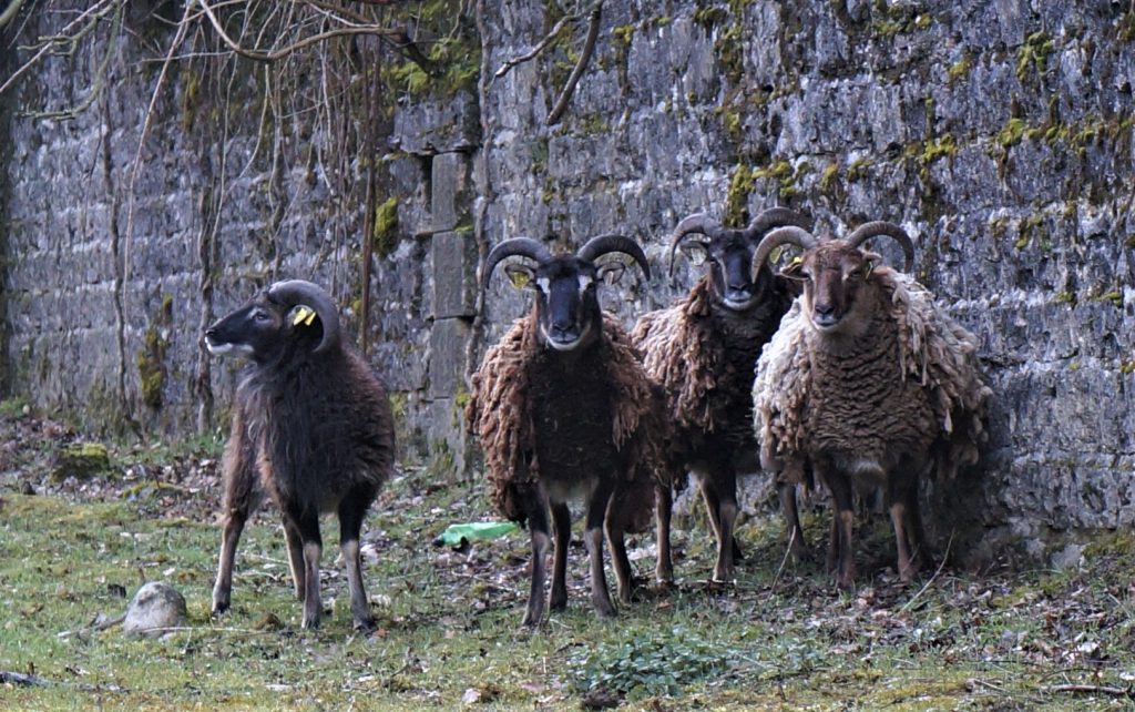 Les moutons entretiennent en se nourrissant les fossés.