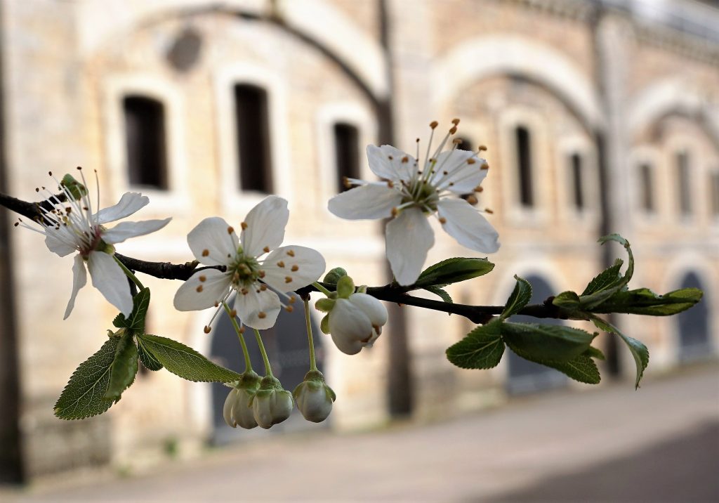 les merisiers en fleurs au Fort de Bron