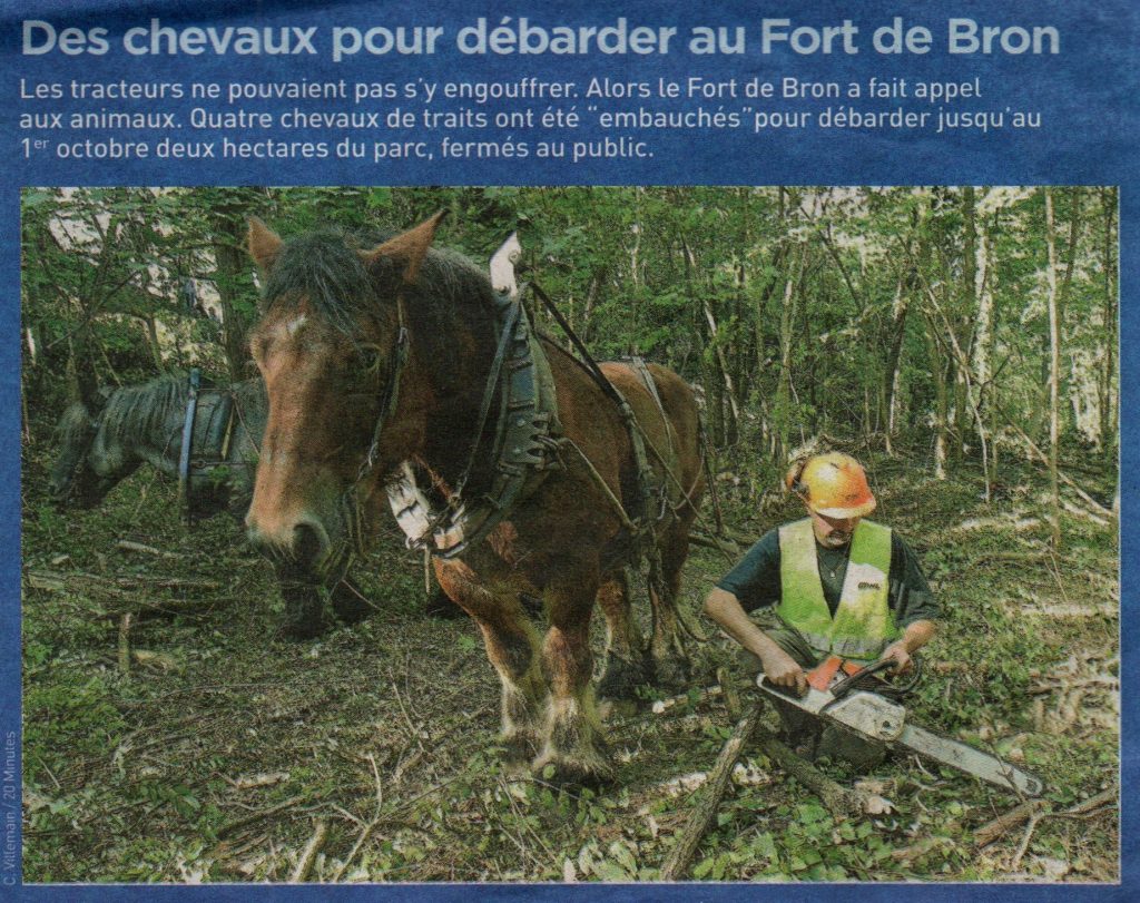 Débardage des bois du Fort de Bron