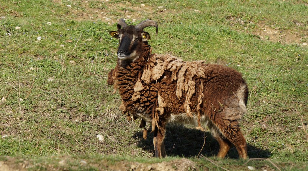 Mouton de Soay au Fort de Bron