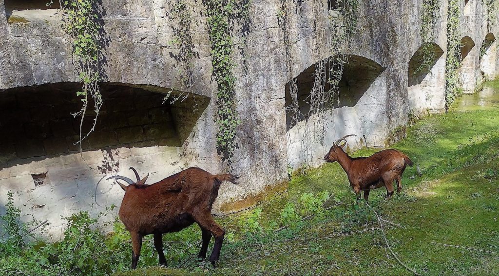 Chèvres dans les fossés du Fort de Bron