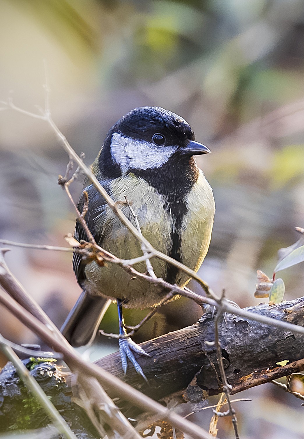 Mesange-12-25-P.LARCHER_MG_29029c