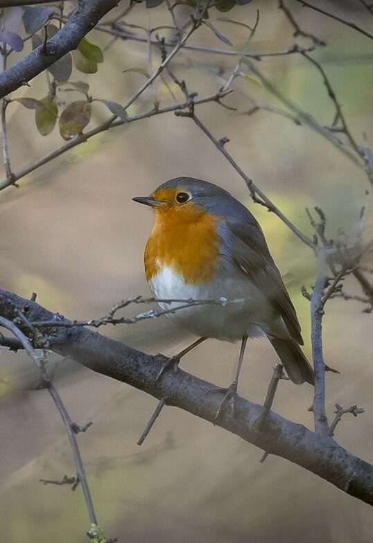 Rouge-Gorge-12-25-P.LARCHER_MG_29033(1)