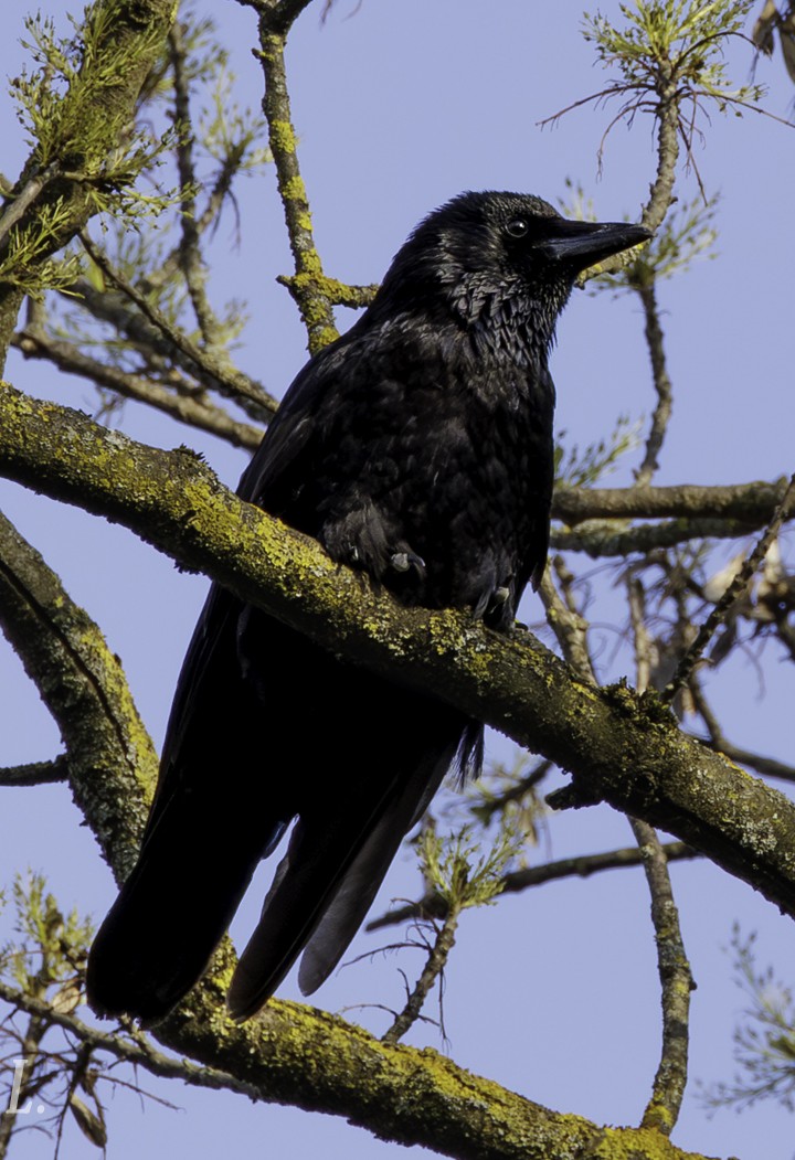 Corneille-21-03-2026 site