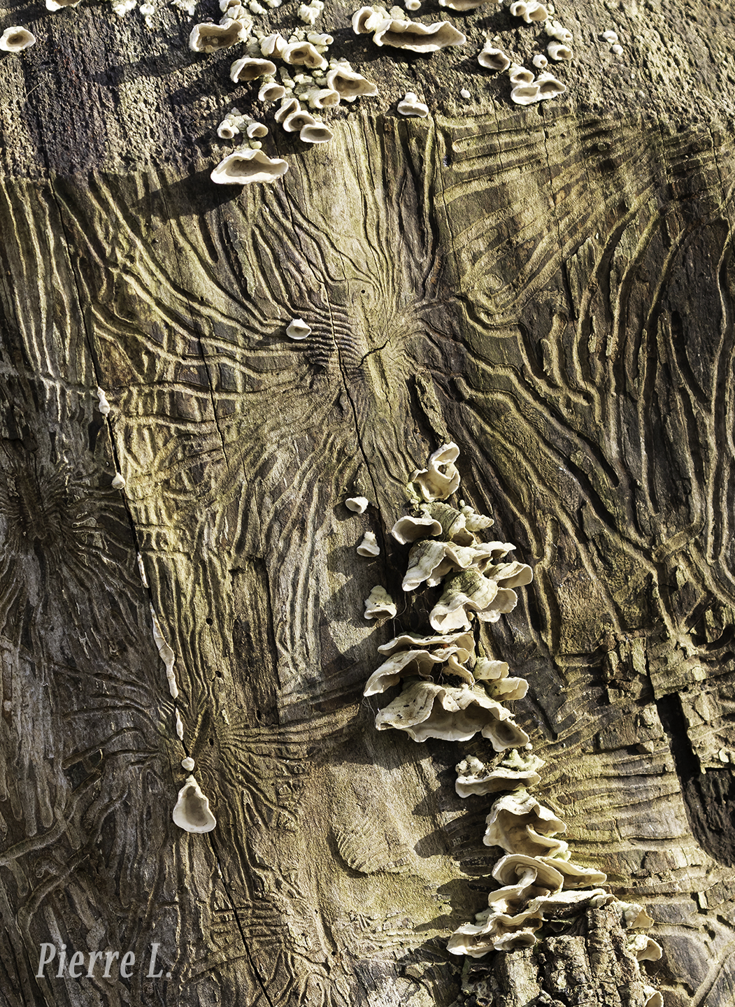 Souche-Champignons-02-2026