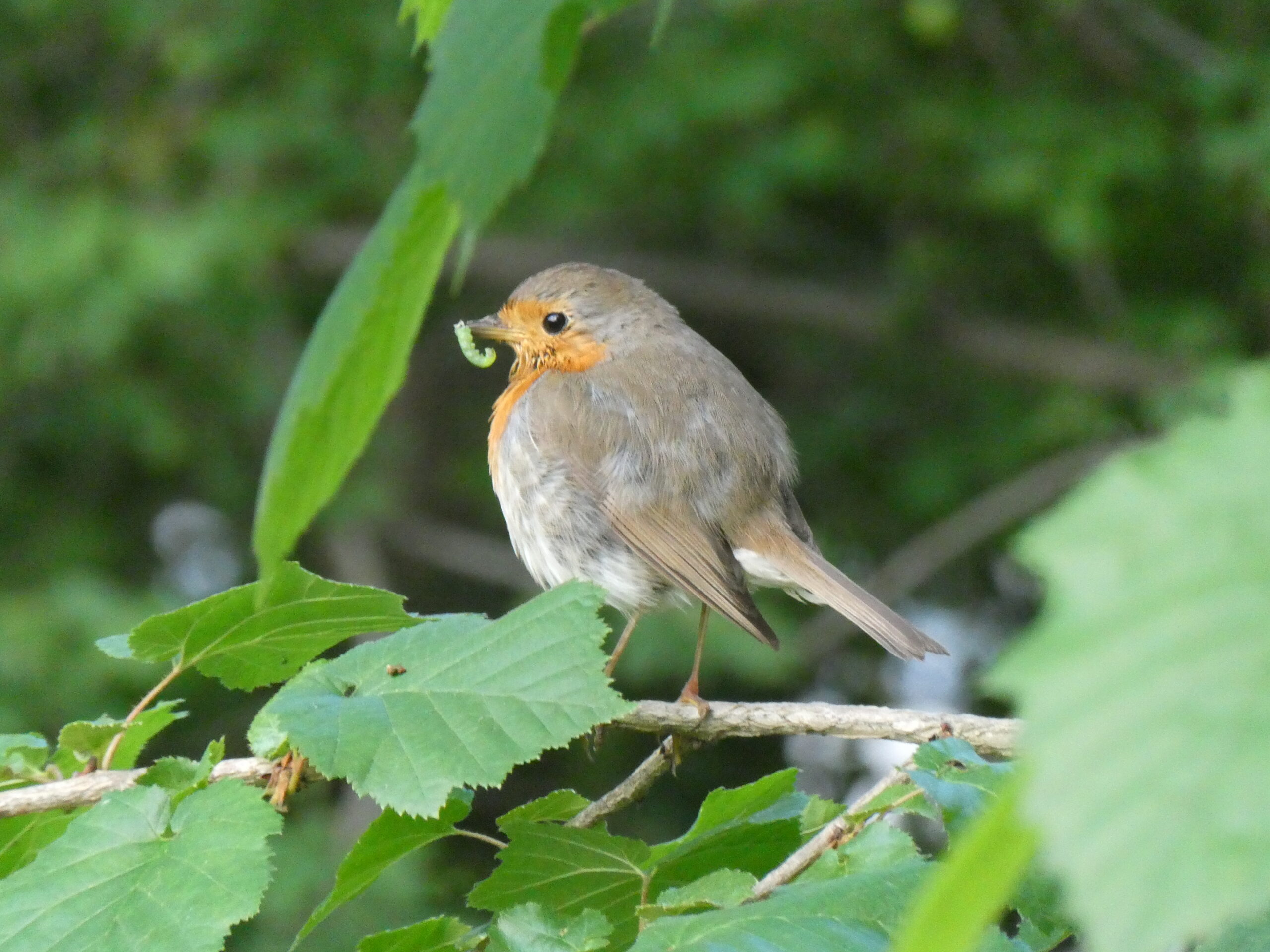 rouge gorge avec ver