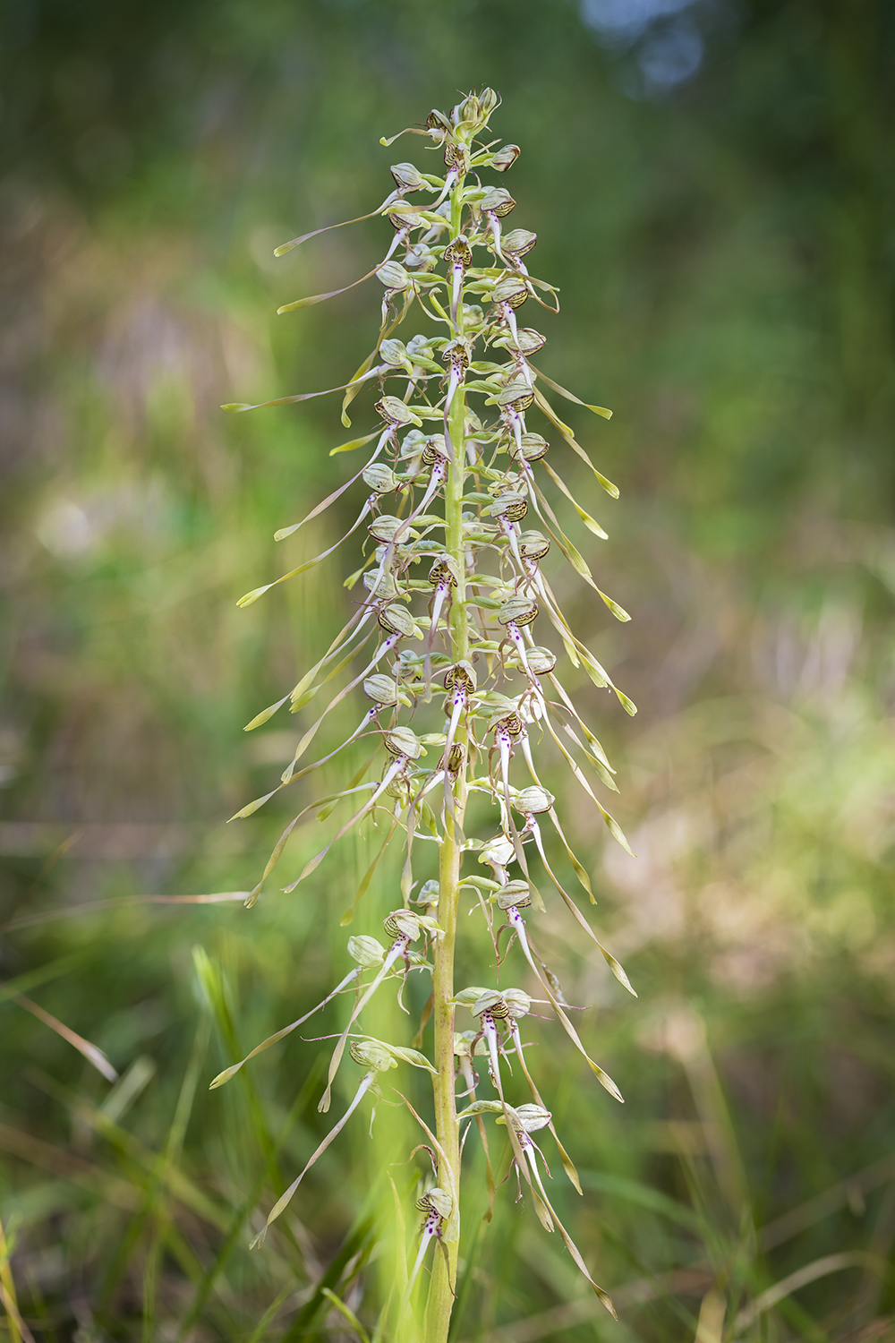 Orchis-Bouc-30-05-26_MG_37522