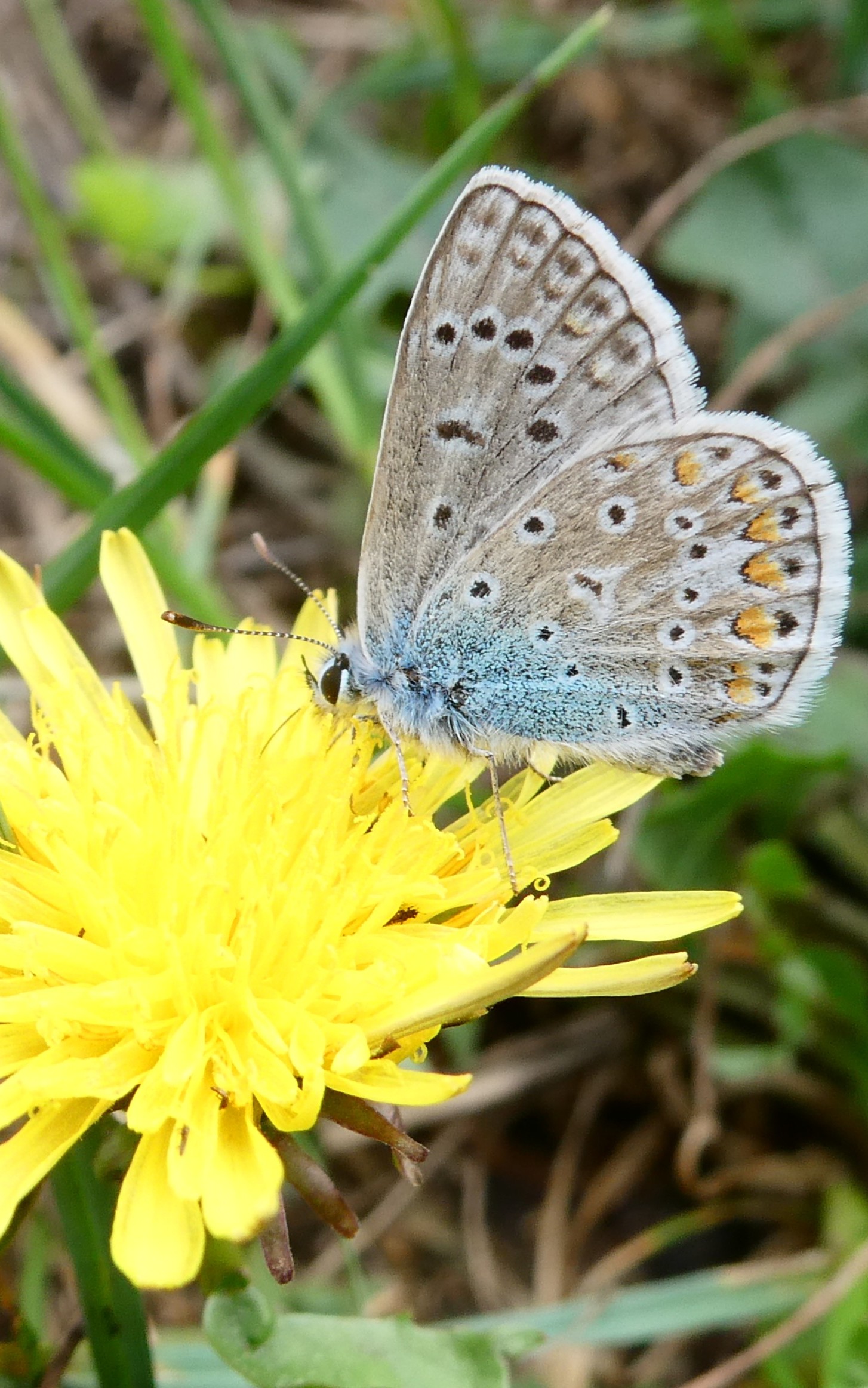 azure bleu